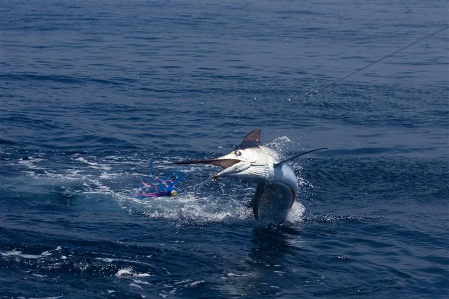 Sport Fishing Yacht — Out Islands