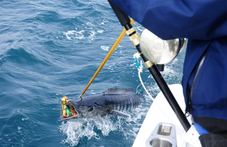 Bahamas Sportfishing — Wahoo